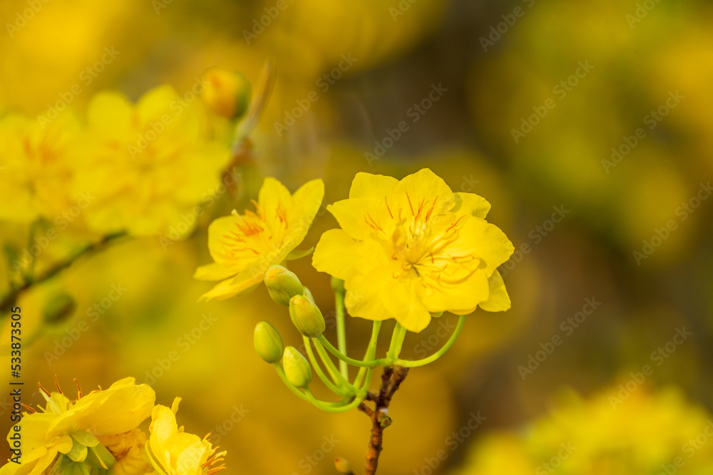 Yellow flowers blossoming in spring ( Tet Holiday ) Yellow flowers blossoming in spring ( Tet Holiday )