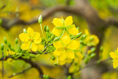 Yellow flowers blossoming in spring ( Tet Holiday ) © lochuynh