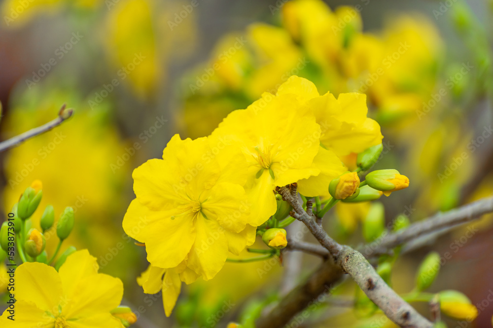 Yellow flowers blossoming in spring ( Tet Holiday ) Yellow flowers blossoming in spring ( Tet Holiday )
