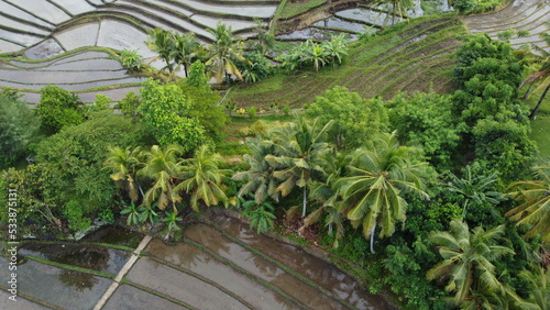 rice terraces island