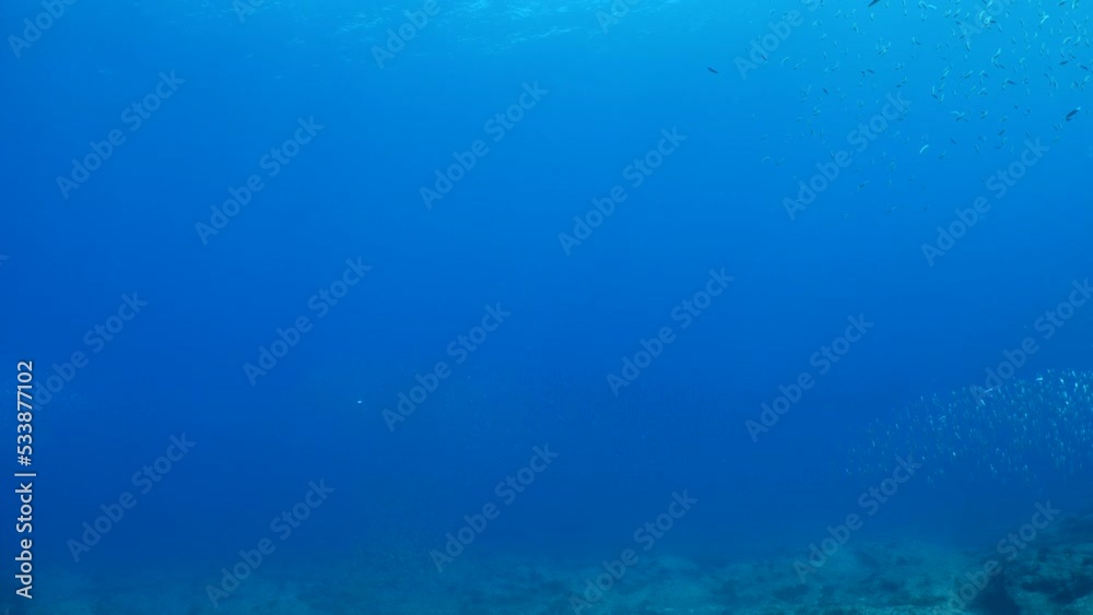 predator fish underwater blue ocean scenery chasing and hunting the silversides predator fish underwater blue ocean scenery chasing and hunting the silversides