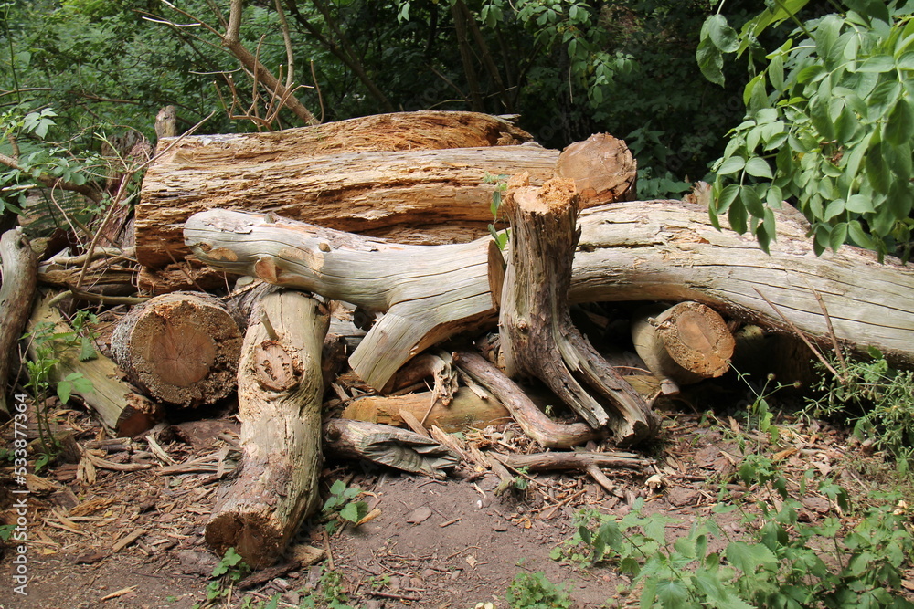 A Stack of Rotting Wood Left as a Small Animal Habitat. A Stack of Rotting Wood Left as a Small Animal Habitat.
