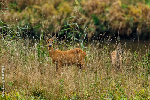 roe deer and fawn in the grass