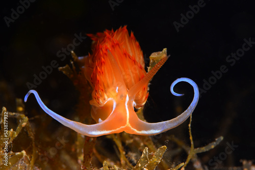 Nudibranch posing on a branch. Dondice banyulensis, Lady Godiva. Canakkale, Turkey.	 photo