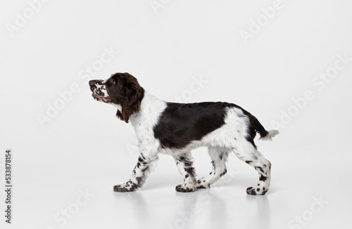Fototapeta Naklejka Na Ścianę i Meble -  Portrait of purebred english springer spaniel dog calmly walking and looking upwards isolated over grey background