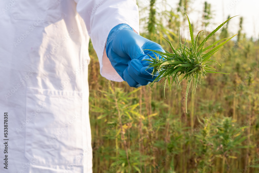 Scientist wearing white lab coat and protective blue gloves, holding small scissors and CBD hemp flower, close up shot. Scientist wearing white lab coat and protective blue gloves, holding small scissors and CBD hemp flower, close up shot.