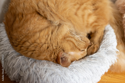 眠る猫 茶トラ猫