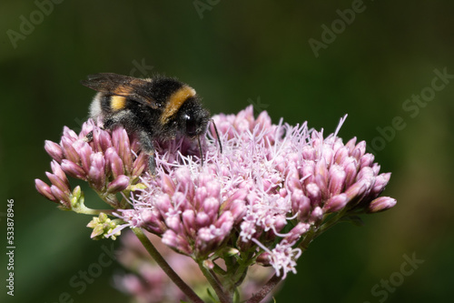 Bombus terrestris - Large Earth Bumblebee - Bourdon terrestre sur Eupatorium cannabinum - Hemp-agrimony - Eupatoire à feuilles de chanvre - Eupatoire chanvrine