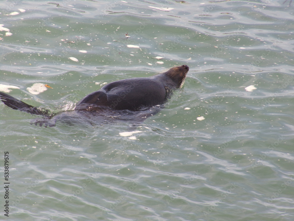 Obraz premium Large fur seal on the New Zealand coast