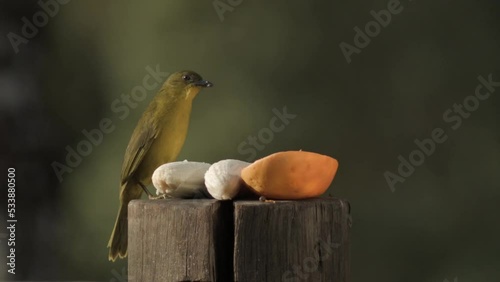 Olive-green Tanager Bird Eating Banana On Tree Stump With Blurred Background. - close up photo