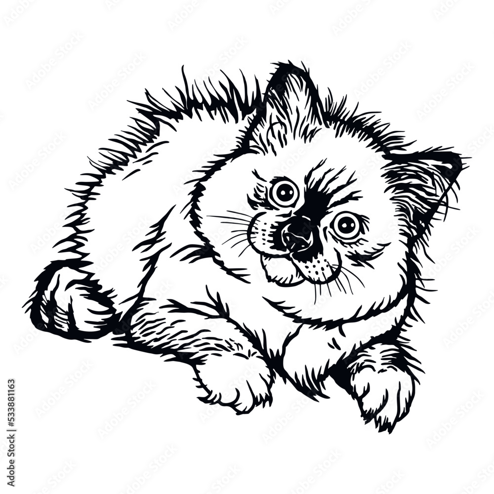 Obraz premium Holy Burma cat, Cute Kitten - Funny Cat isolated on white - vector stock