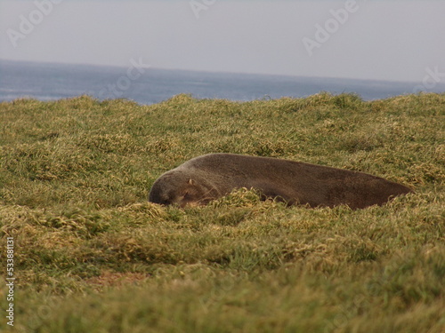 Seal sleeping on grass