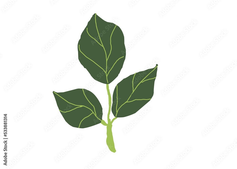 Fototapeta premium green leaf isolated on white background