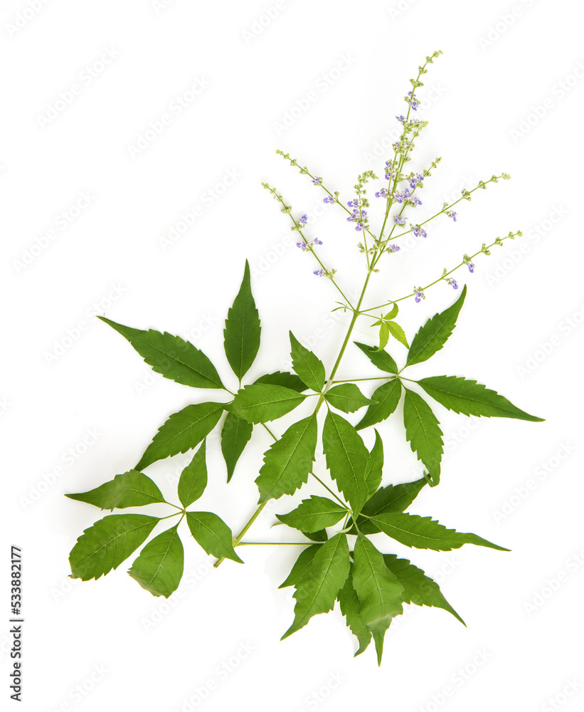 Chinese chaste or vitex negundo flowers and green leaves isolated on white background. Chinese chaste or vitex negundo flowers and green leaves isolated on white background.