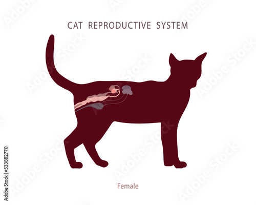 Flat style illustration of female cat excretory and reproductive organs on animal sillhouette