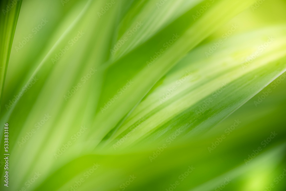 Close up fresh nature view of green leaf on blurred greenery background in garden. Natural green leaves plants used as spring background cover page greenery environment ecology lime green wallpaper Close up fresh nature view of green leaf on blurred greenery background in garden. Natural green leaves plants used as spring background cover page greenery environment ecology lime green wallpaper