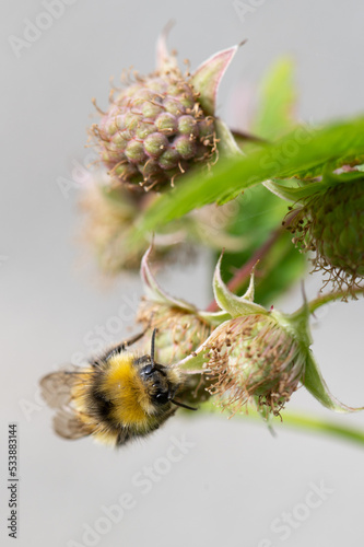Bombus pratorum - Early Bumblebee - Bourdon des prés