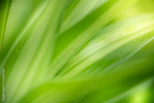 Close up fresh nature view of green leaf on blurred greenery background in garden. Natural green leaves plants used as spring background cover page greenery environment ecology lime green wallpaper
