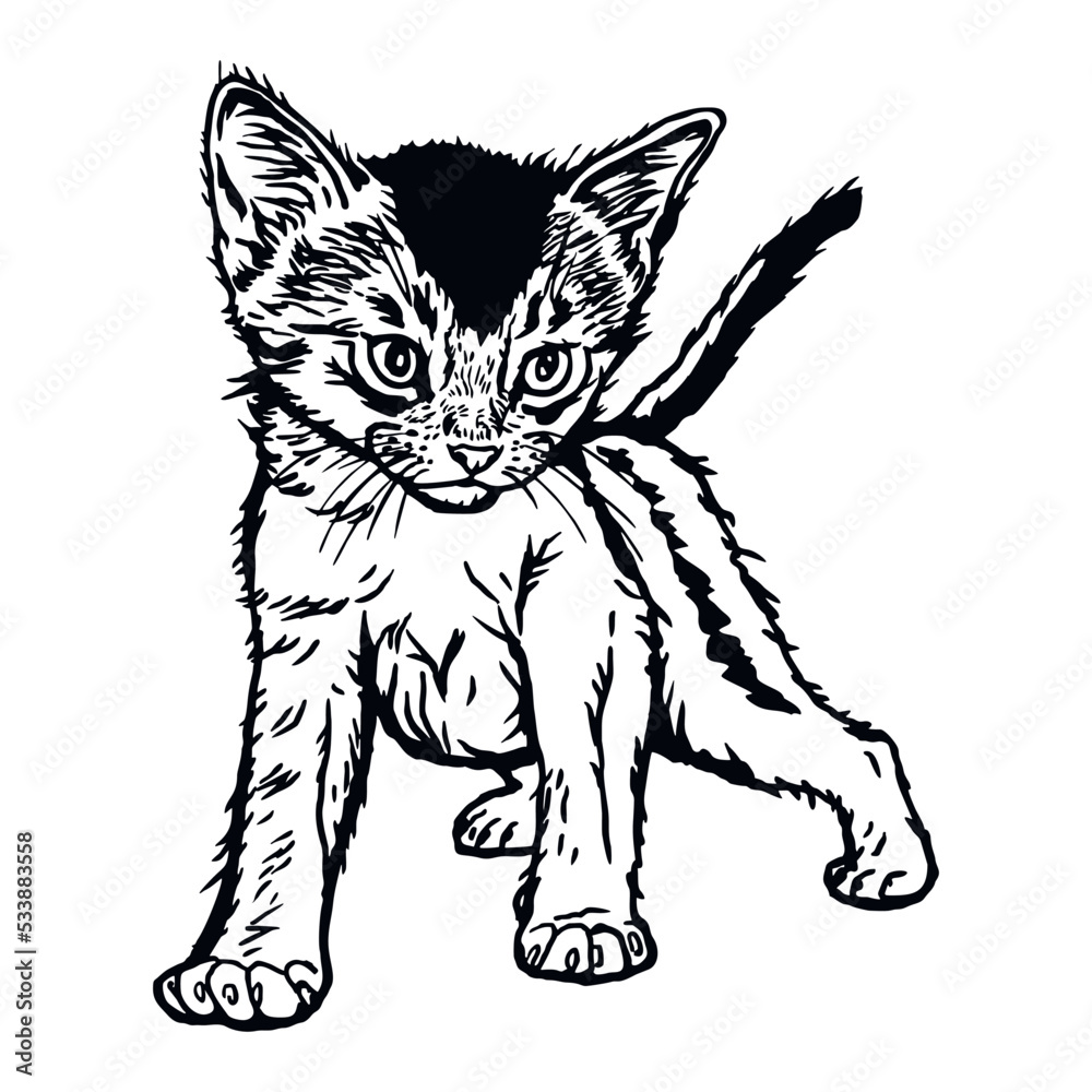 Obraz premium Somali Cat, Cute Kitten - Funny Cat isolated on white - vector stock