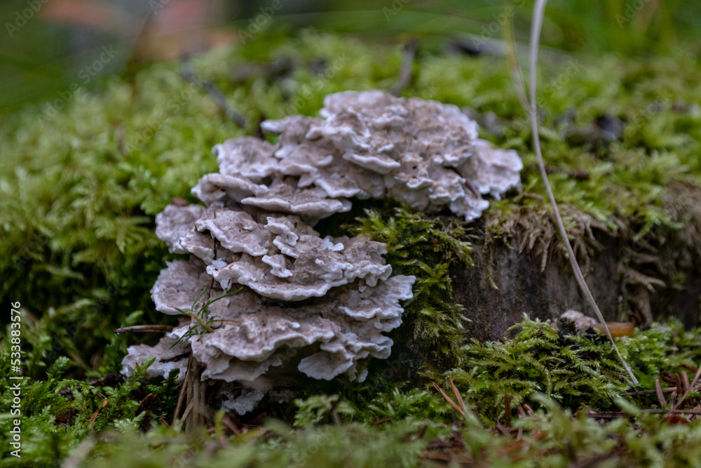 Grifola frondosa, edible polyporus mushroom Grifola frondosa, edible polyporus mushroom