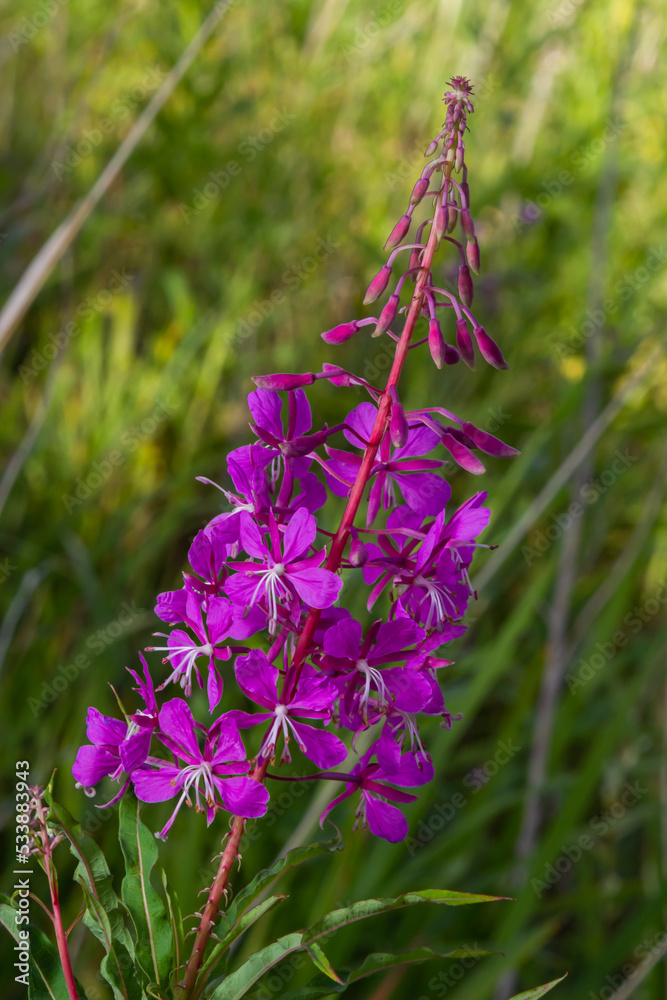 Obraz premium Ivan chai, Chamaenerion angustifolium, fireweed, great willowherb, rosebay willowherb, perennial herbaceous flowering plant family Onagraceae, ornamental and medicinal plant