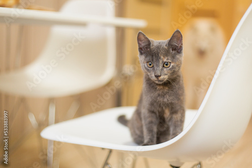 Little cute gray kitten at home. Life with a pet. Cat inside