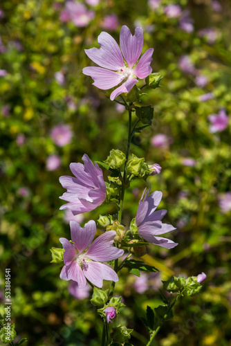 Flower of garden tree-mallow with droplets of dew on the petals Lavatera thuringiaca photo