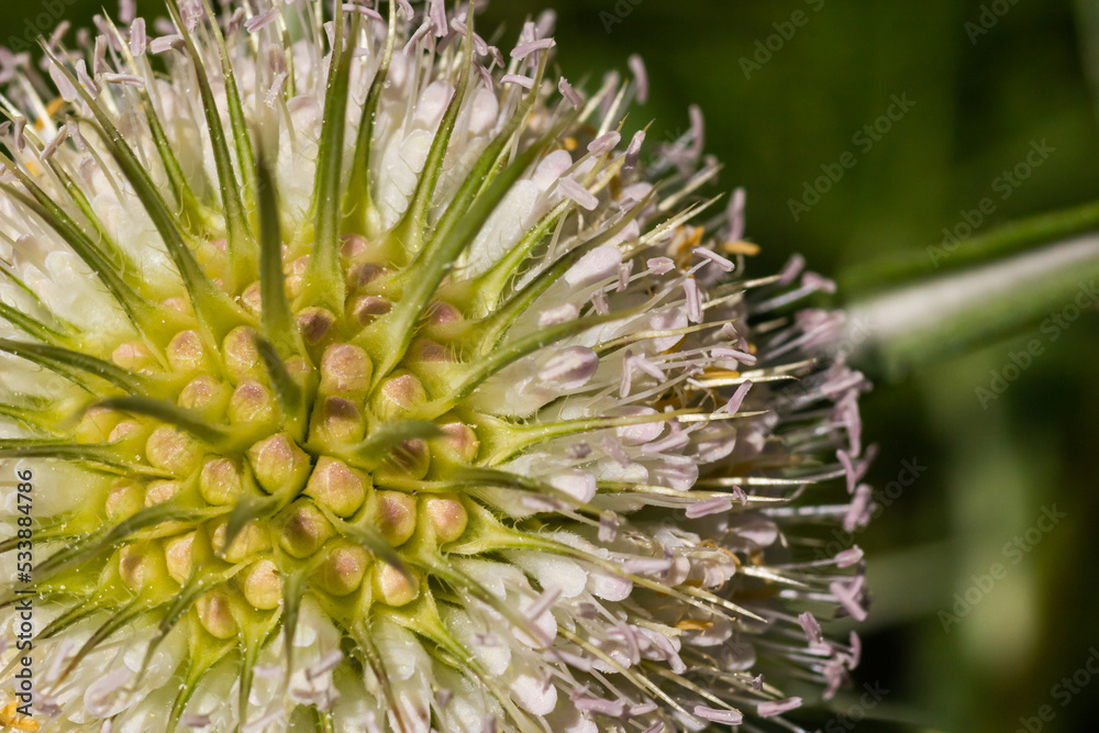 Flowers of wild teasel in autumn, also called Dipsacus fullonum or wilde karde, selected focus, Bokeh Flowers of wild teasel in autumn, also called Dipsacus fullonum or wilde karde, selected focus, Bokeh