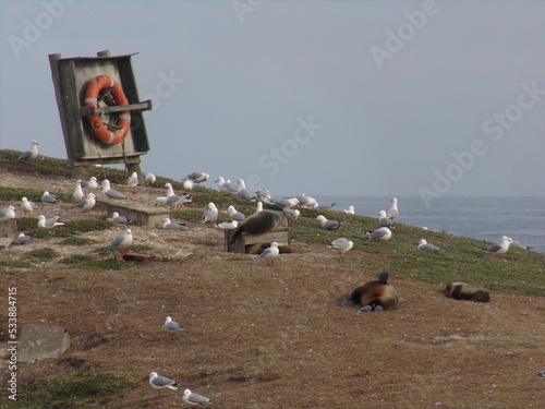 Birds and seals on a hill in New Zealand