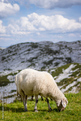 Mountain sheep graze on the top of the Dachstein near the town of Hallstatt.