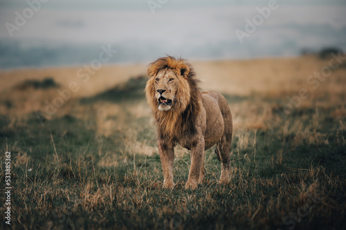 lion in the savannah
