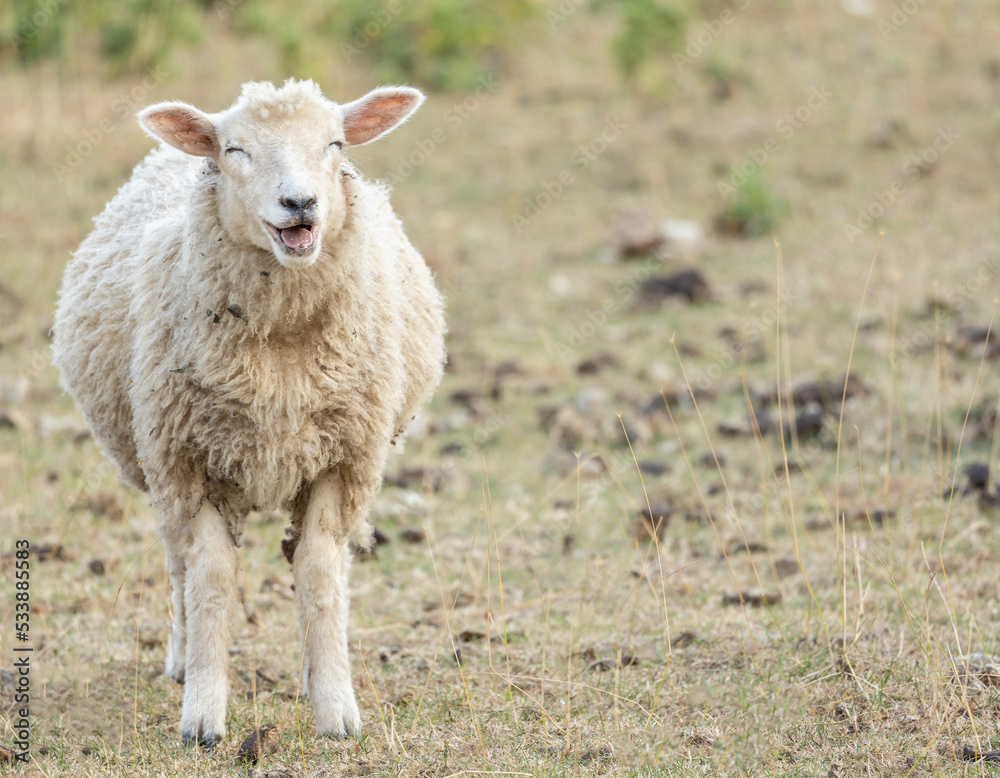 laughing sheep funny animal concept, copy space laughing sheep funny animal concept, copy space