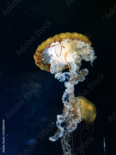 Jellyfish in an aquarium 2