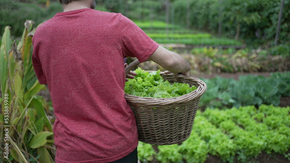 Fototapeta premium Young farmer carrying organic lettuces inside basket. Man carries organic food at small farm