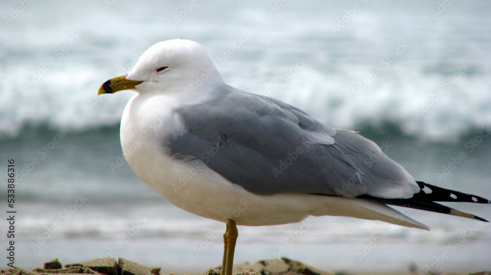 White seagull in closeup on the seashore White seagull in closeup on the seashore