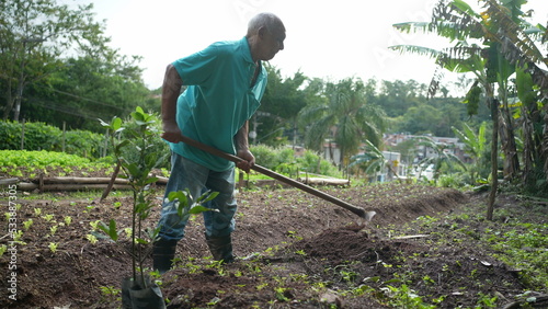 Senior hispanic man plowing soil. Older South American person making hole on earth to plant a tree