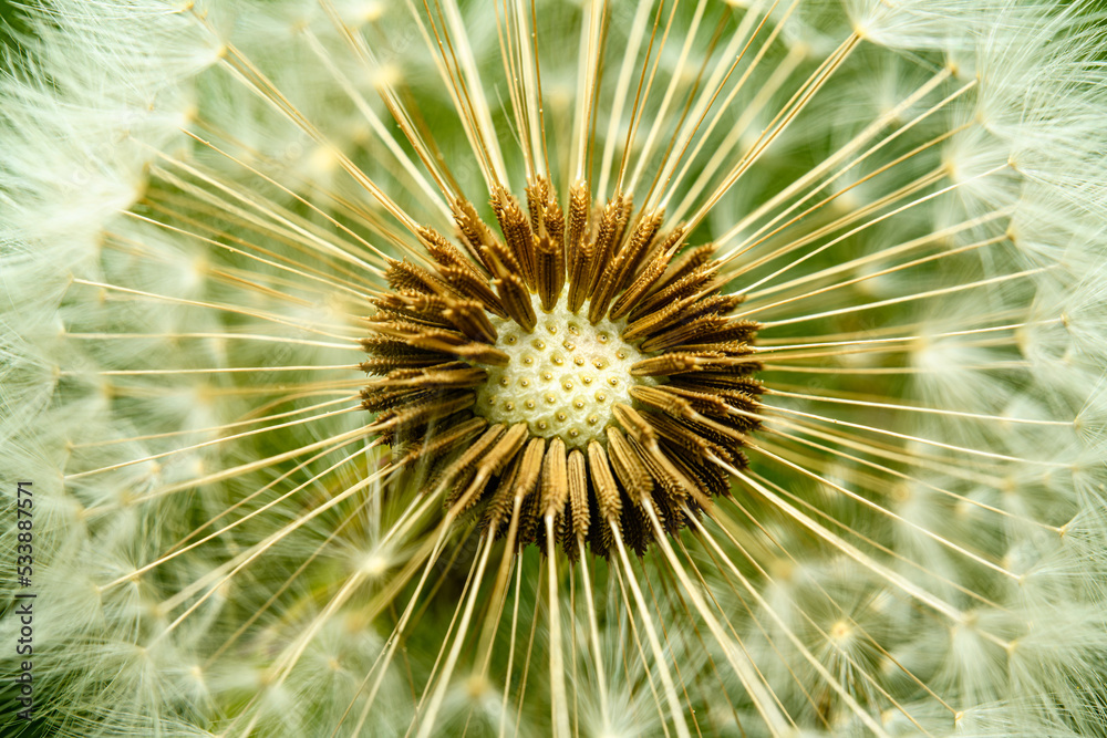 dandelion seed head in detail