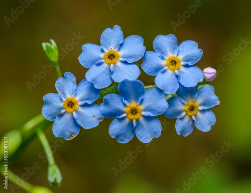 blue flowers of true forget-me-not (Myosotis scorpioides) photo