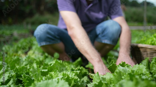 One senior man plucking lettuces from ground at organic small farm. Older person stripping bad leafs © Marco