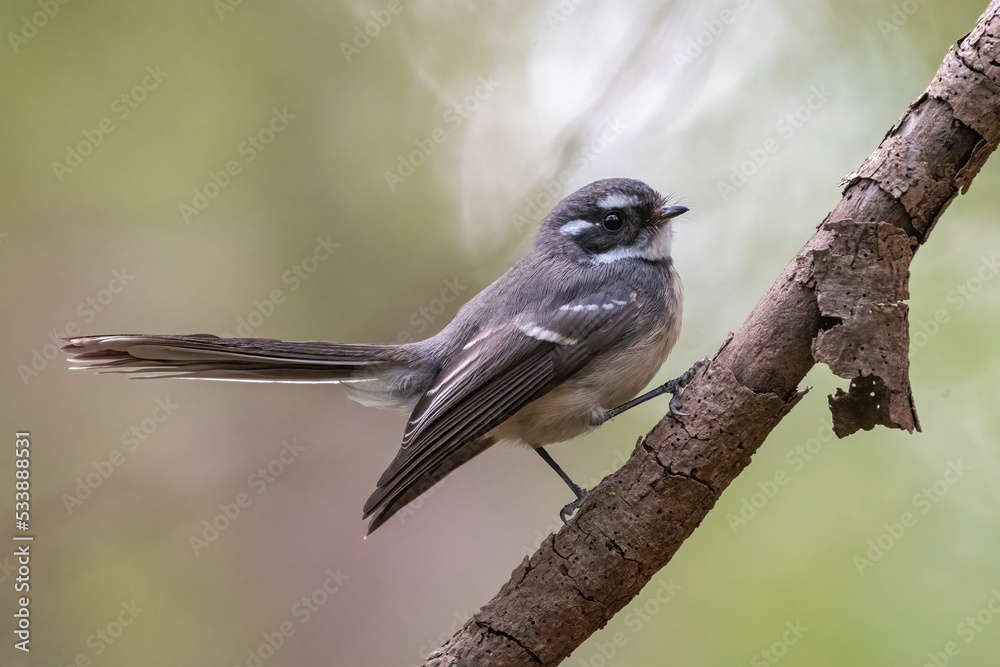 Obraz premium Grey fantail (Rhipidura albiscapa) in a Sydney forest