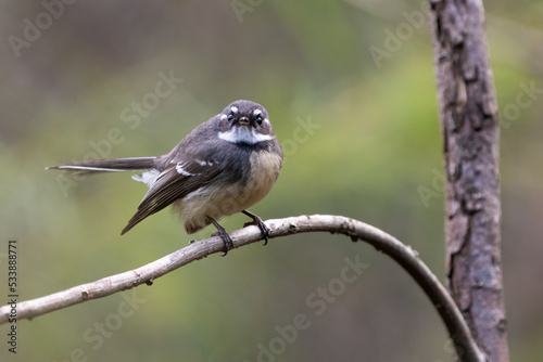 Grey fantail (Rhipidura albiscapa) staring from a perch in the forest, Sydney