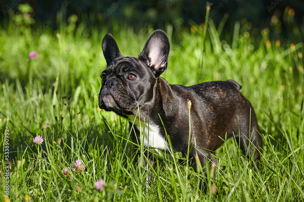 charming french bulldog puppy in summer on the green grass charming french bulldog puppy in summer on the green grass