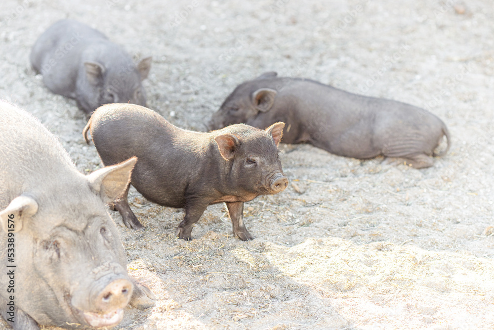 Piglets play and rest on the lawn. Piglets play and rest on the lawn.