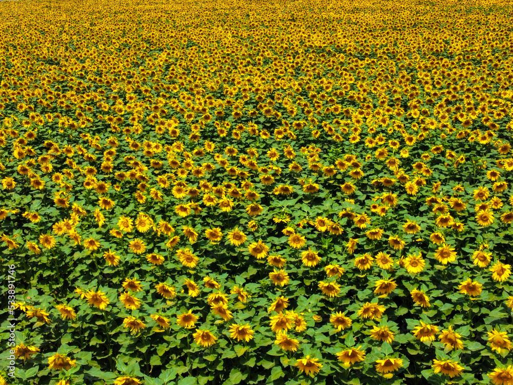 Fototapeta premium field of sunflowers
