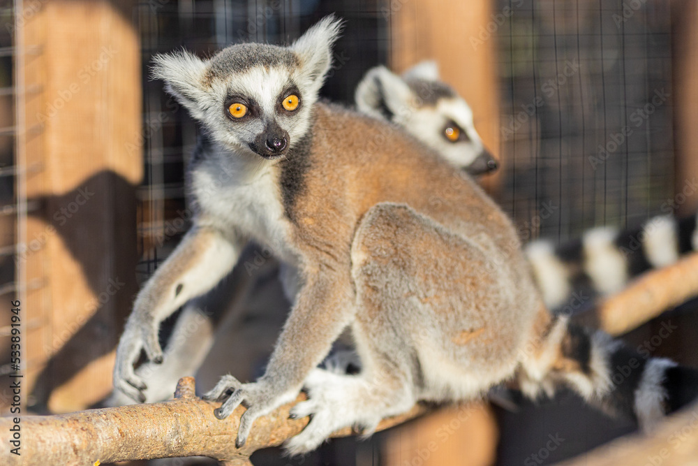 Obraz premium Lemurs walk on a tree. Lemurs close-up.