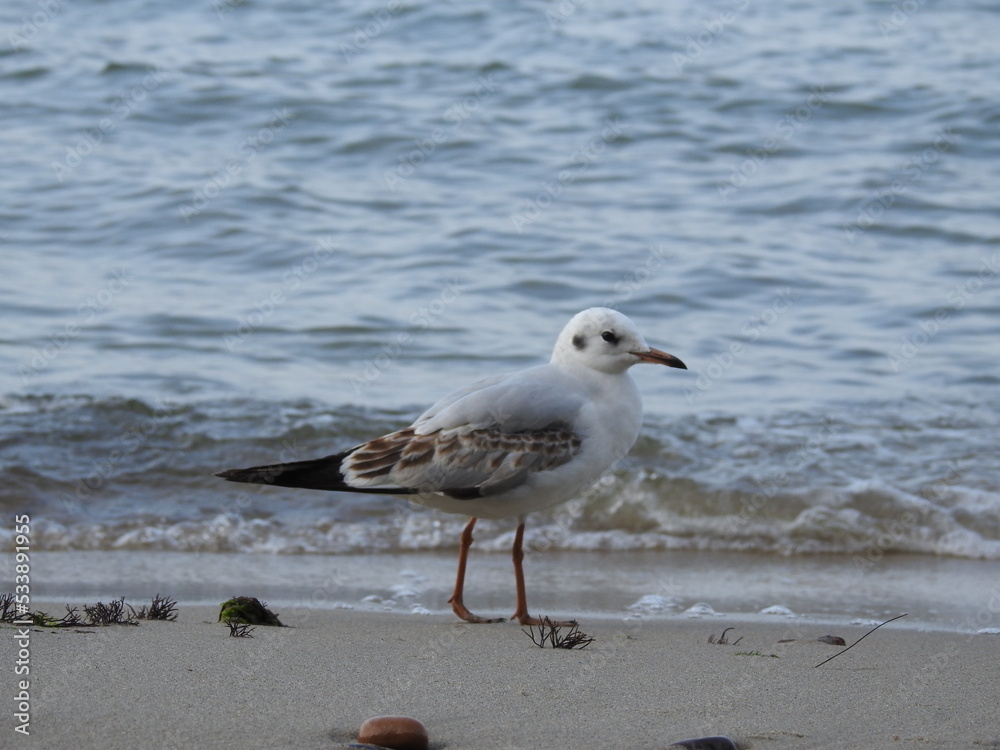 seagull on the beach seagull on the beach