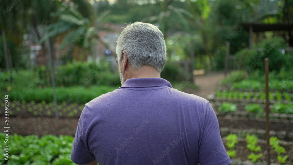 Back of older man walking in small farm. Senior farmer walks forward in organic farming overlooking cultivation. Sustainability concept Back of older man walking in small farm. Senior farmer walks forward in organic farming overlooking cultivation. Sustainability concept