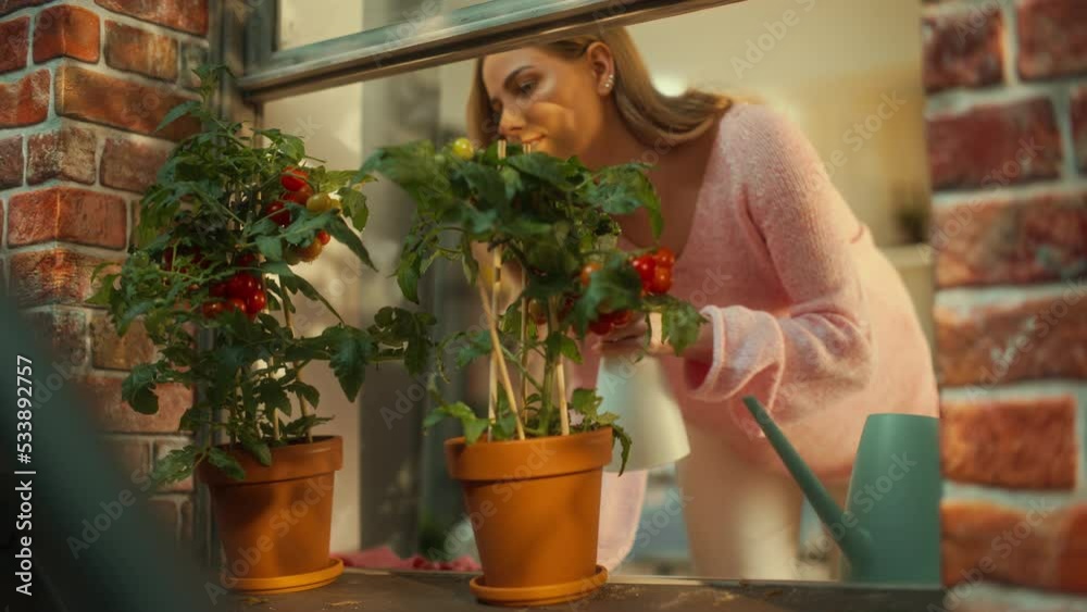 Portrait of a Young Female Spraying Homegrown Eco-Friendly Tomatoes with Water on a Window Sill of a Balcony in a Modern Loft Apartment. Attractive Female Caring About Plants and Vegetables. Portrait of a Young Female Spraying Homegrown Eco-Friendly Tomatoes with Water on a Window Sill of a Balcony in a Modern Loft Apartment. Attractive Female Caring About Plants and Vegetables.