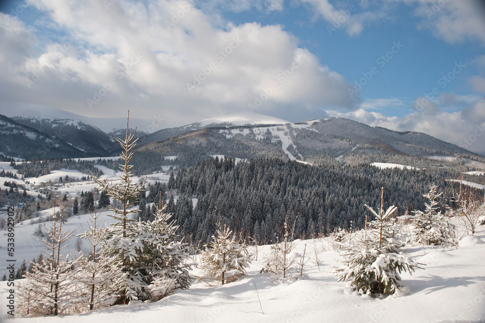 Winter in the Carpathian mountains. Snow-covered forest, young fir trees, against the background of a turquoise sky with white clouds. Frosty sunny day