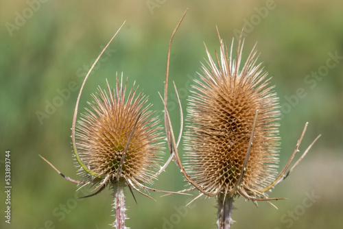 macro prairie